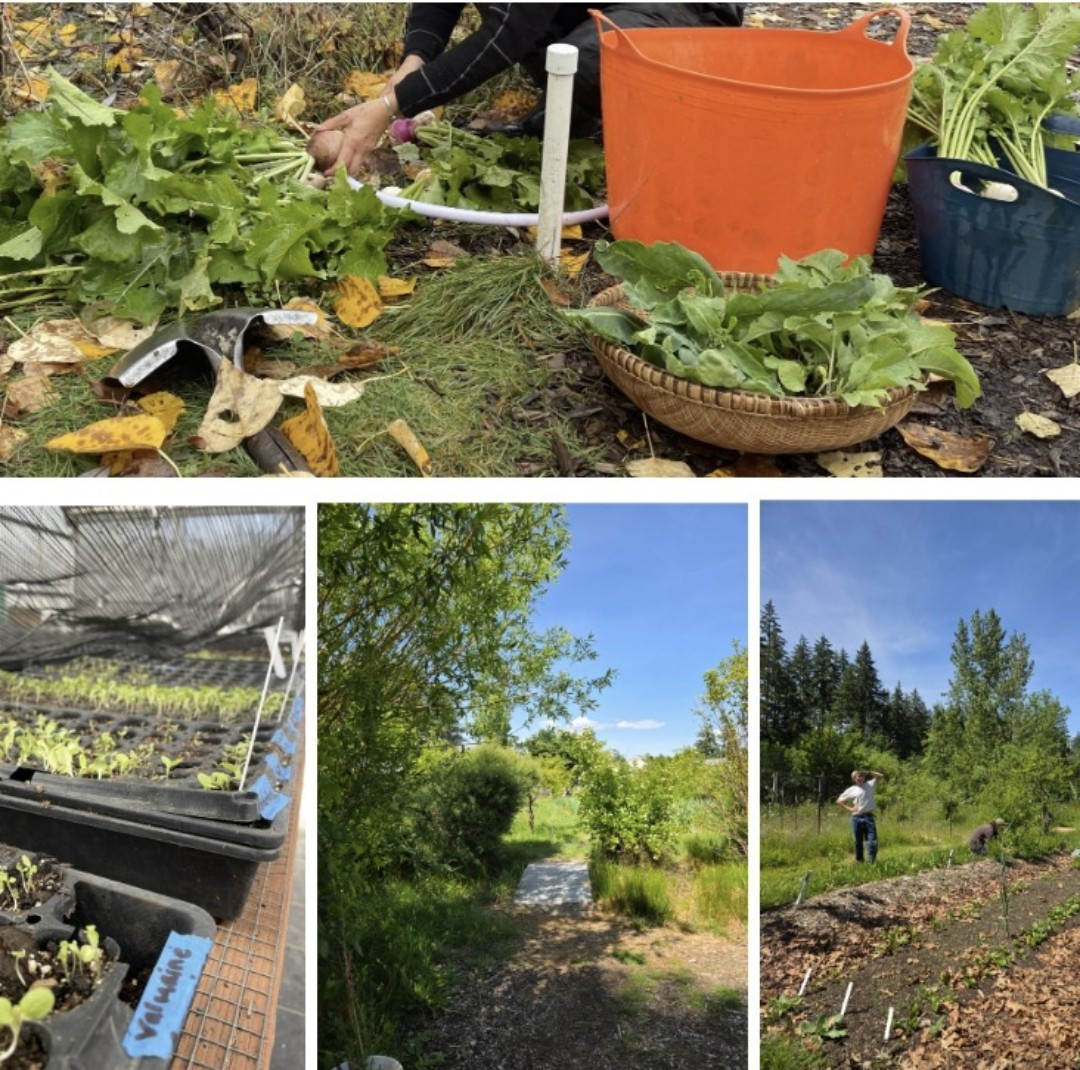 People washing vegetables and gardening. Sprouts growing. A small bridge across an intermittent stream.